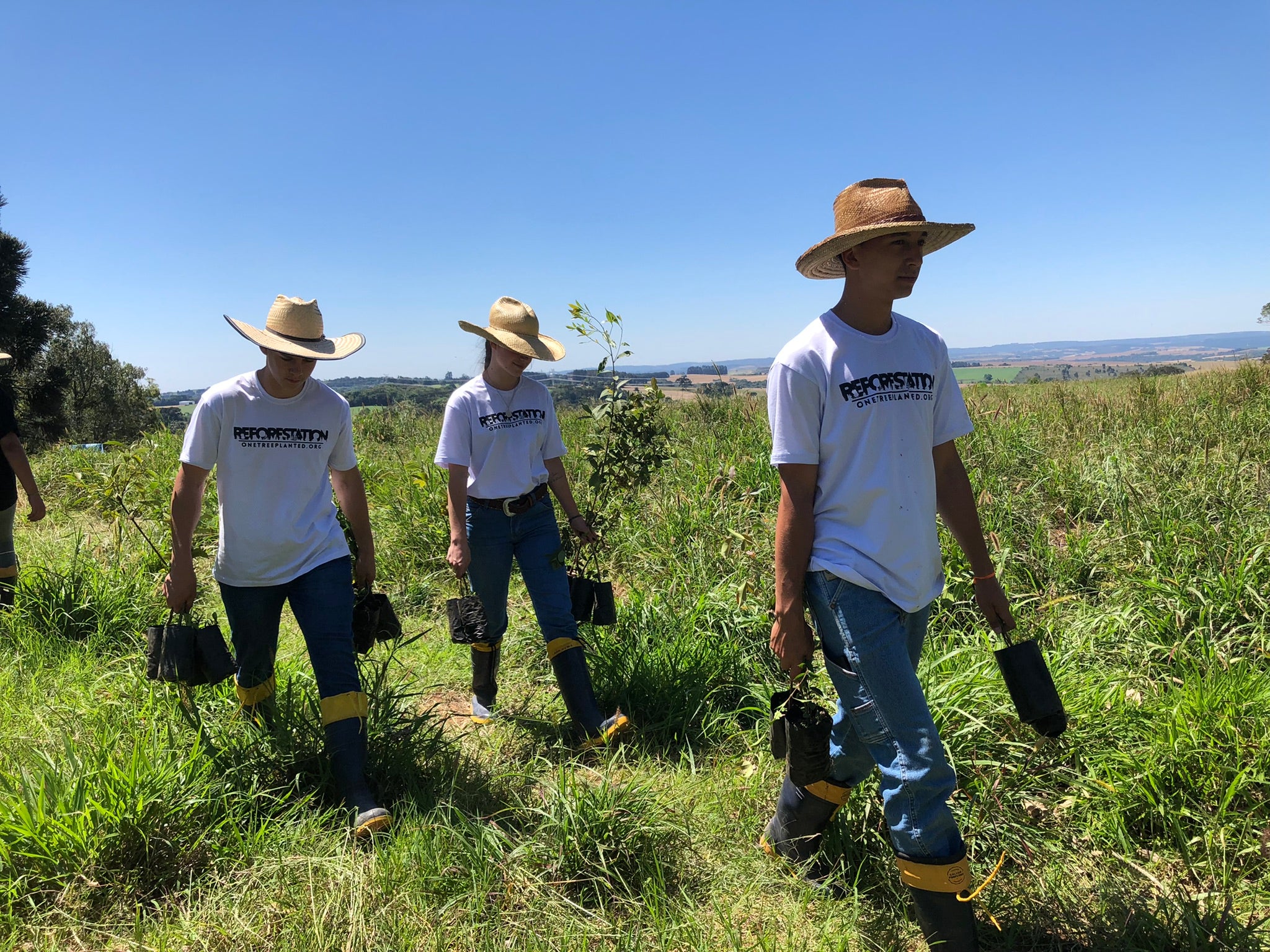 PLANTANDO ARBOLES